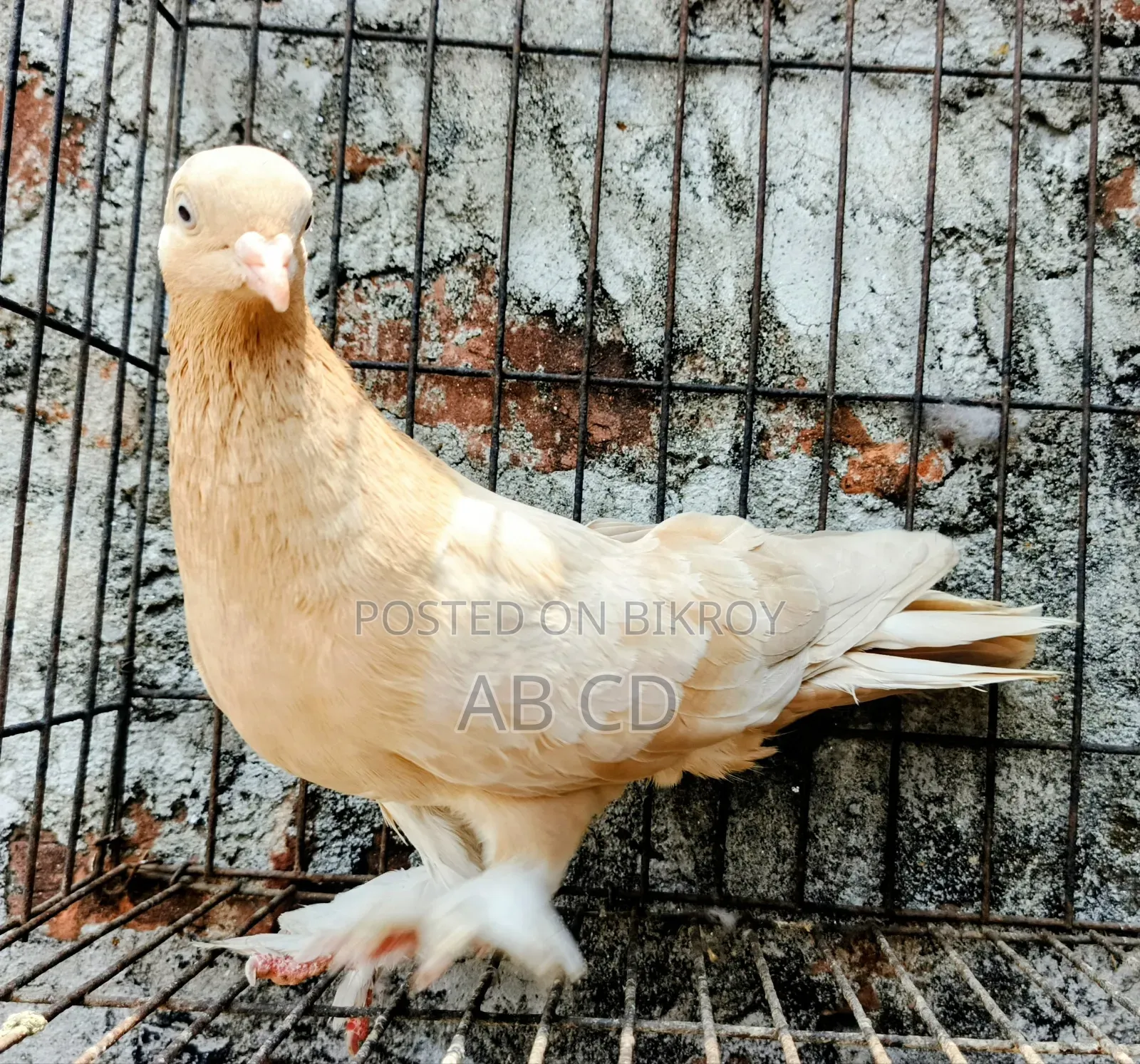 বিগ সাইজ ফিমেল পিজন রানিং সলি মাদি কবুতর