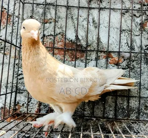 বিগ সাইজ ফিমেল পিজন রানিং সলি মাদি কবুতর