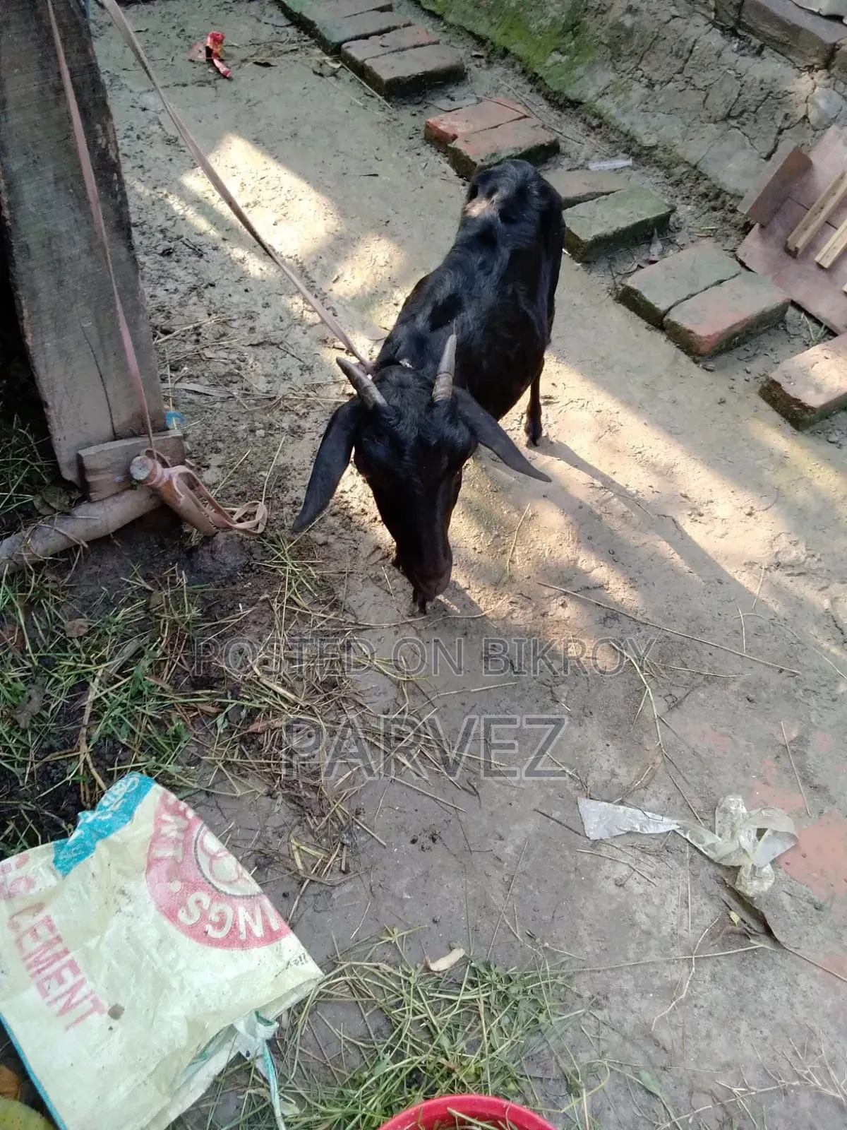 ১ টি দেশি ব্ল্যাক বেঙ্গল