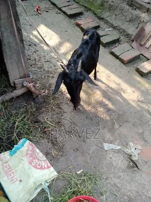 ১ টি দেশি ব্ল্যাক বেঙ্গল