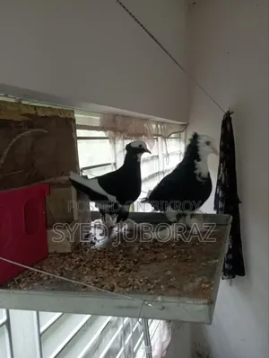 Pigeon 4 Pice