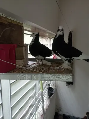Pigeon 4 Pice