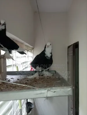 Pigeon 4 Pice