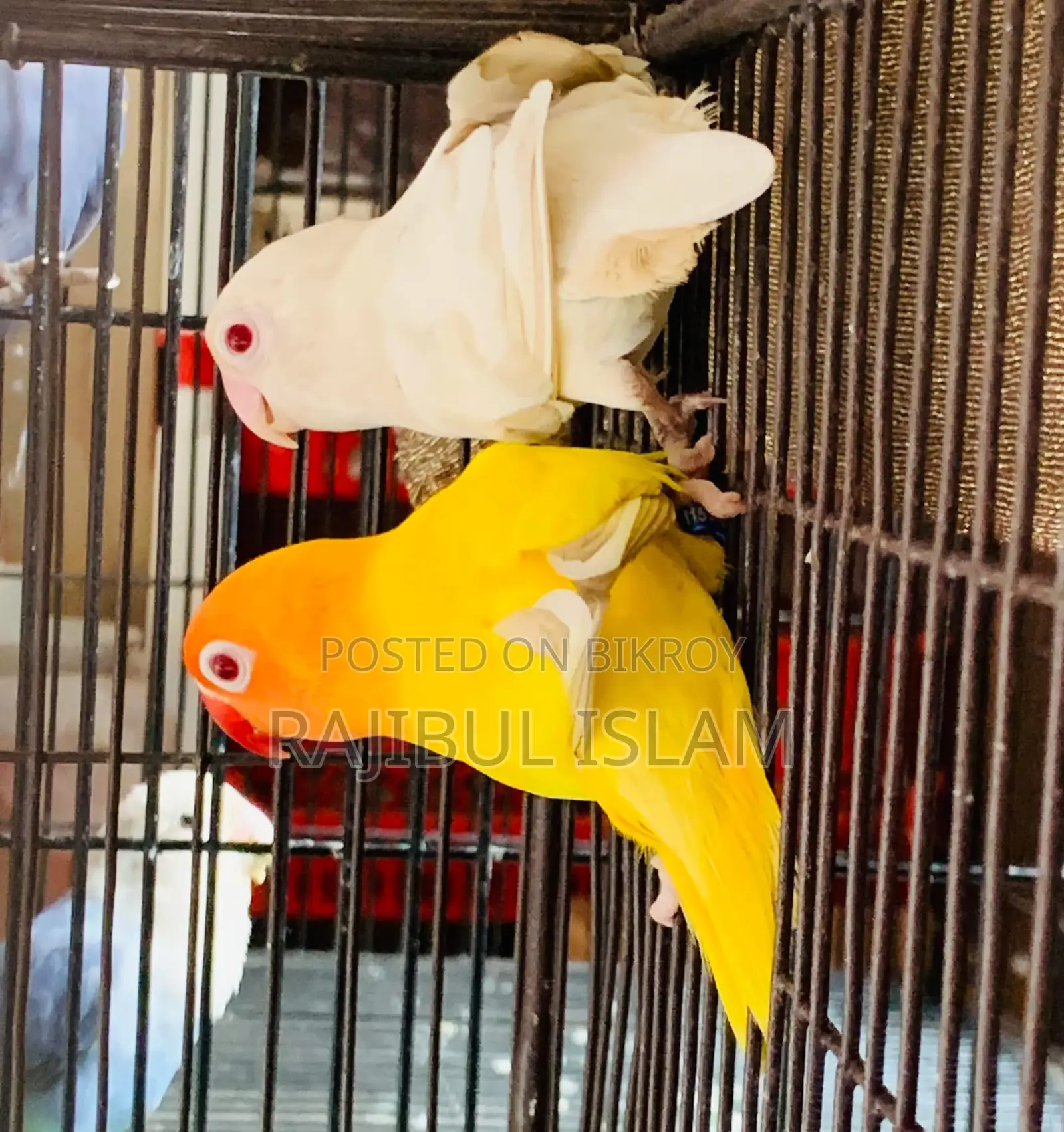 Lovebirds Pair