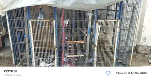 Cage/Coop