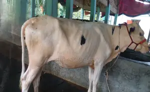 ১২৯৭নং ফ্রিজিয়ান জাতের বকনা ।