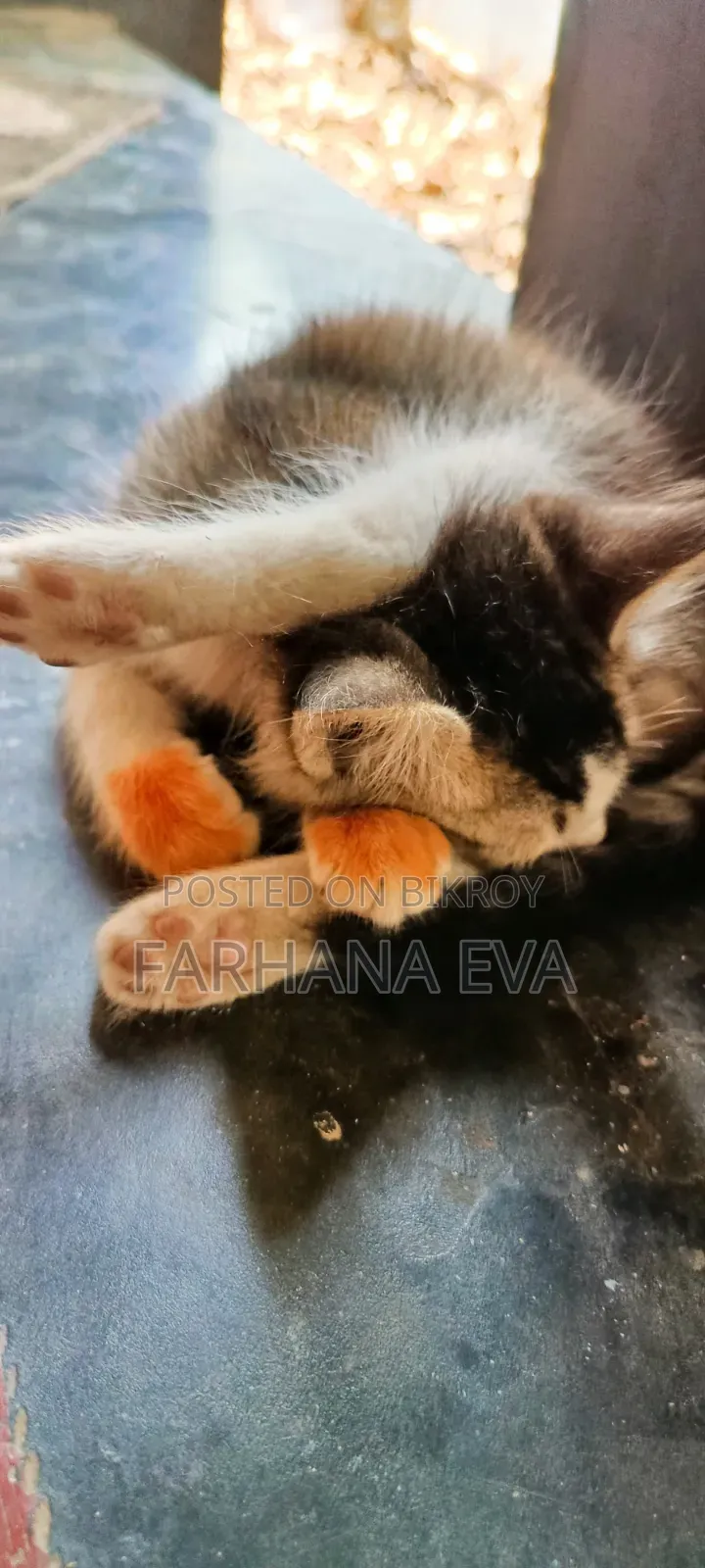 3-6 months Female Mixed Breed Bengal