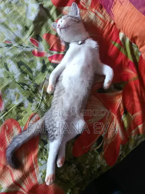3-6 months Female Mixed Breed Bengal