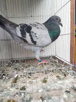 Mealy Racer Cock with Pedigree