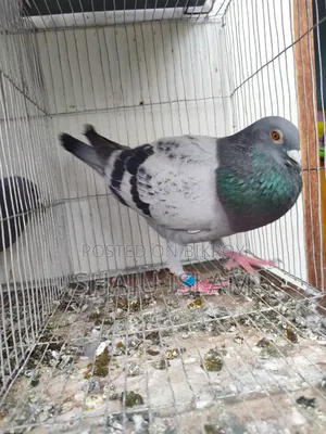 Mealy Racer Cock with Pedigree
