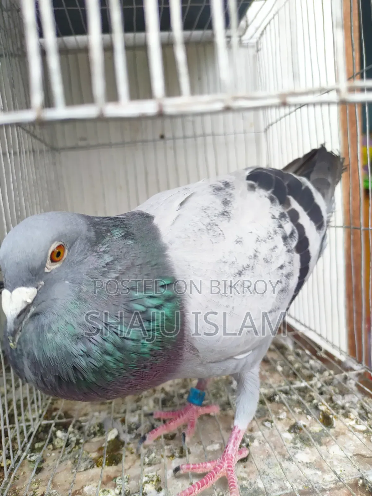 Mealy Racer Cock with Pedigree