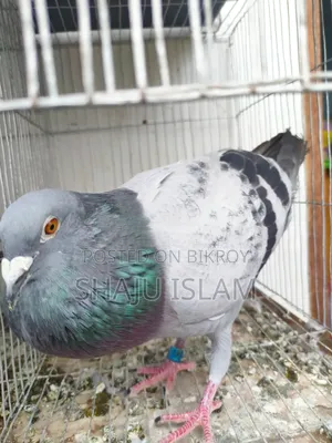 Mealy Racer Cock with Pedigree