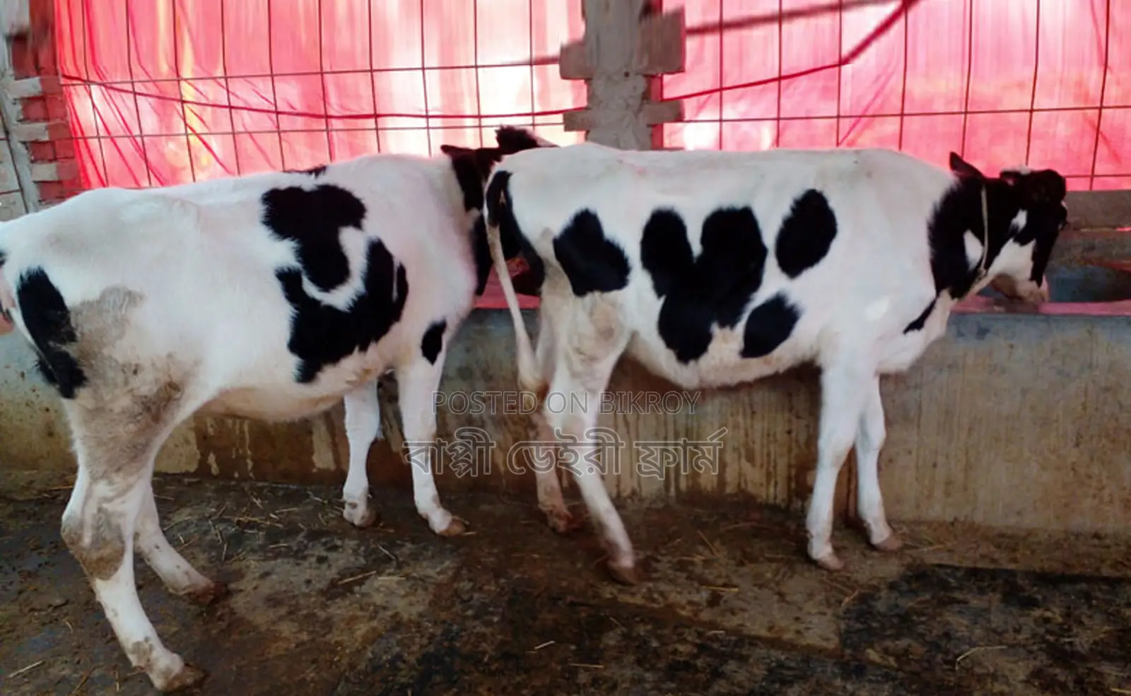 2 high-quality heifers for sale (No. 1300).