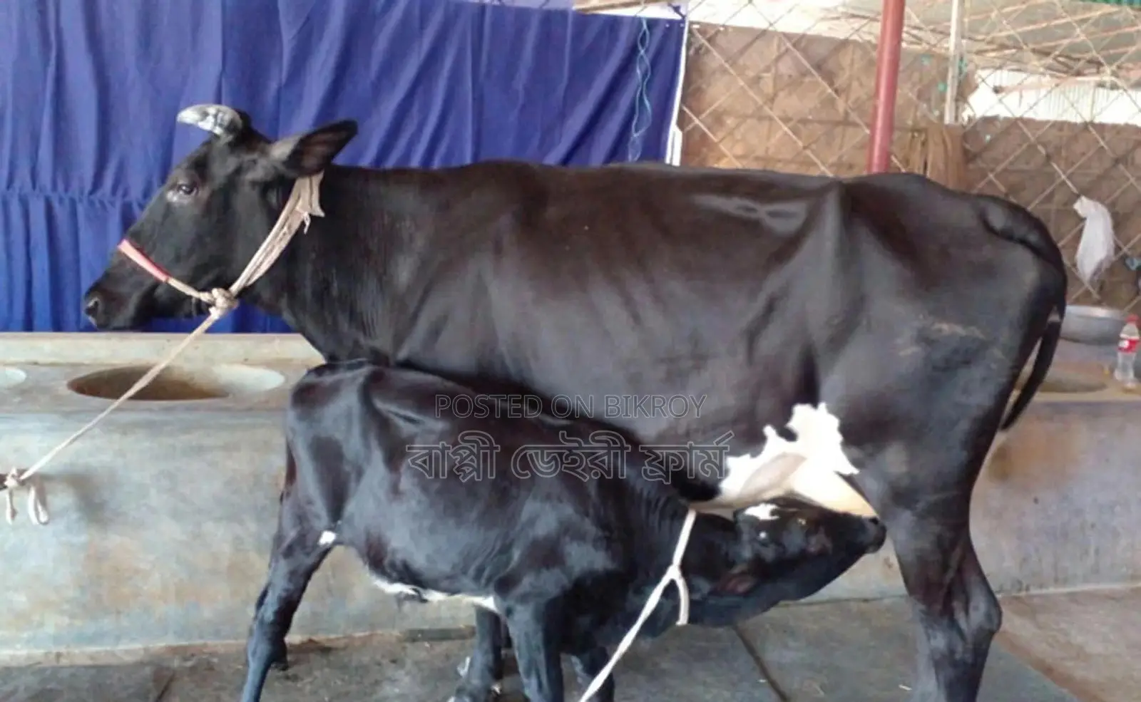 ১২৯১ নং ভালো জাতের গাভী গরু ।