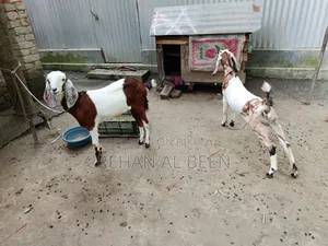 Two improved breed cross goat kids
