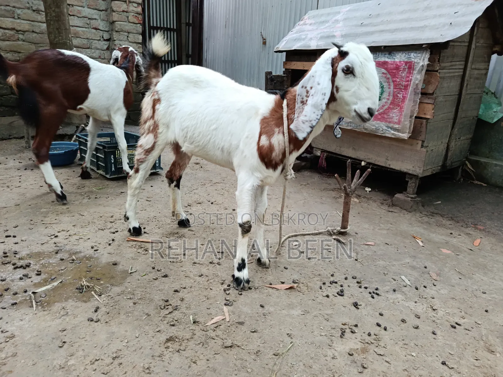 Two improved breed cross goat kids