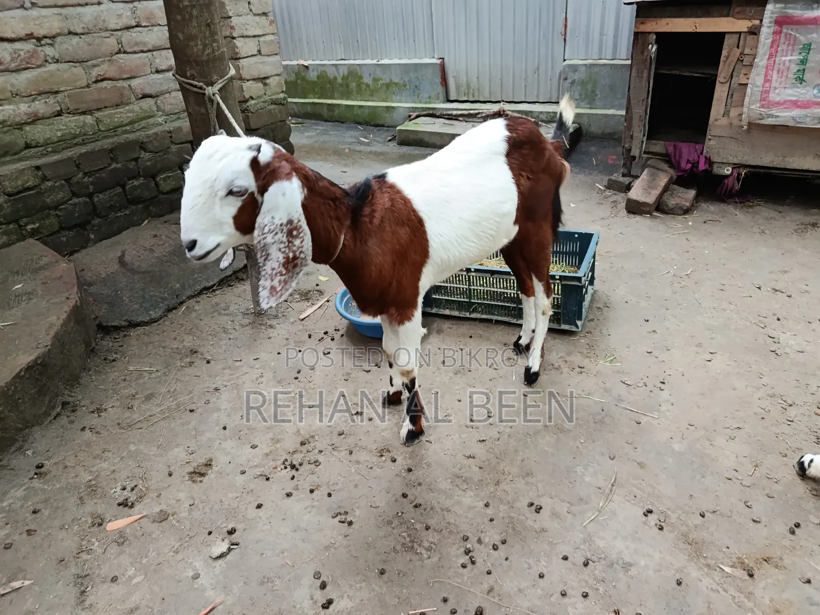 Two improved breed cross goat kids