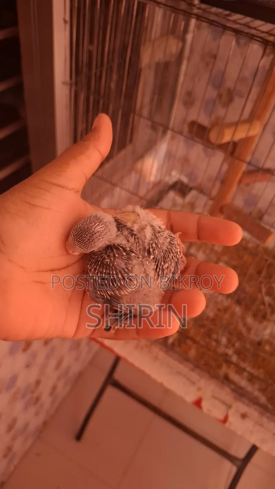 পোষ মানানোর উপযোগী সাইজের বাজরিগার ছানা