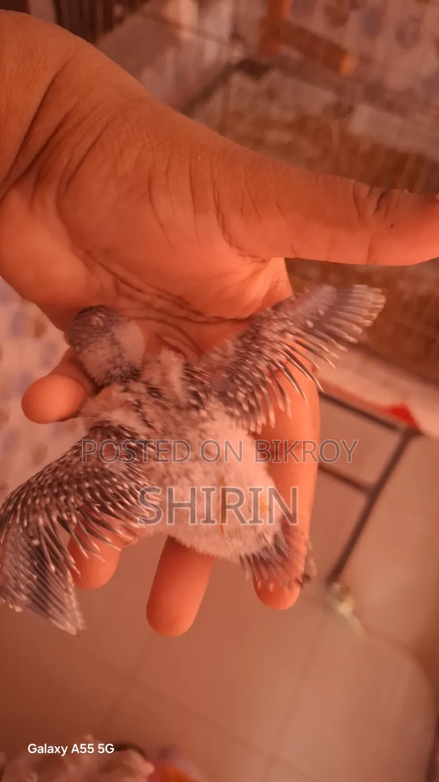 পোষ মানানোর উপযোগী সাইজের বাজরিগার ছানা
