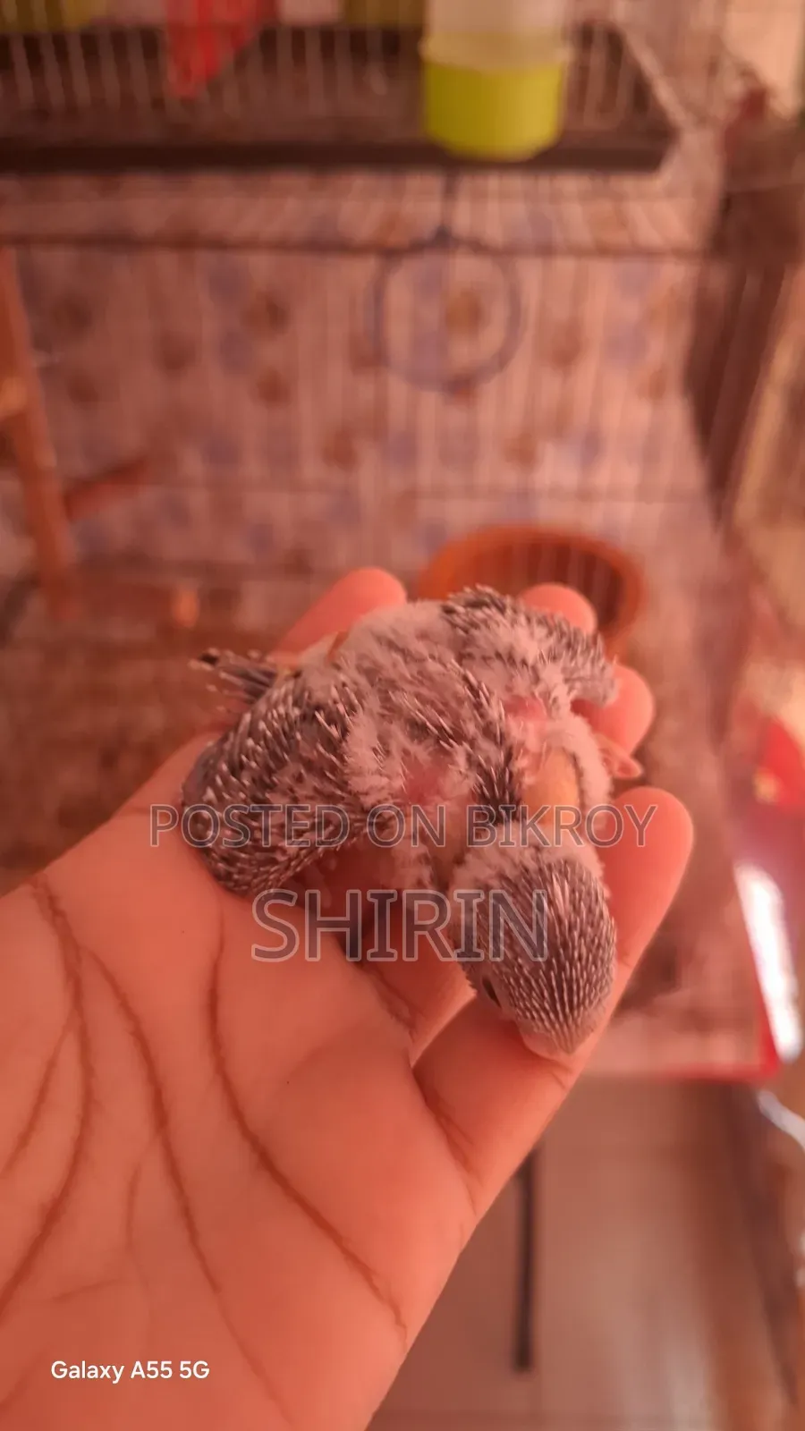 পোষ মানানোর উপযোগী সাইজের বাজরিগার ছানা