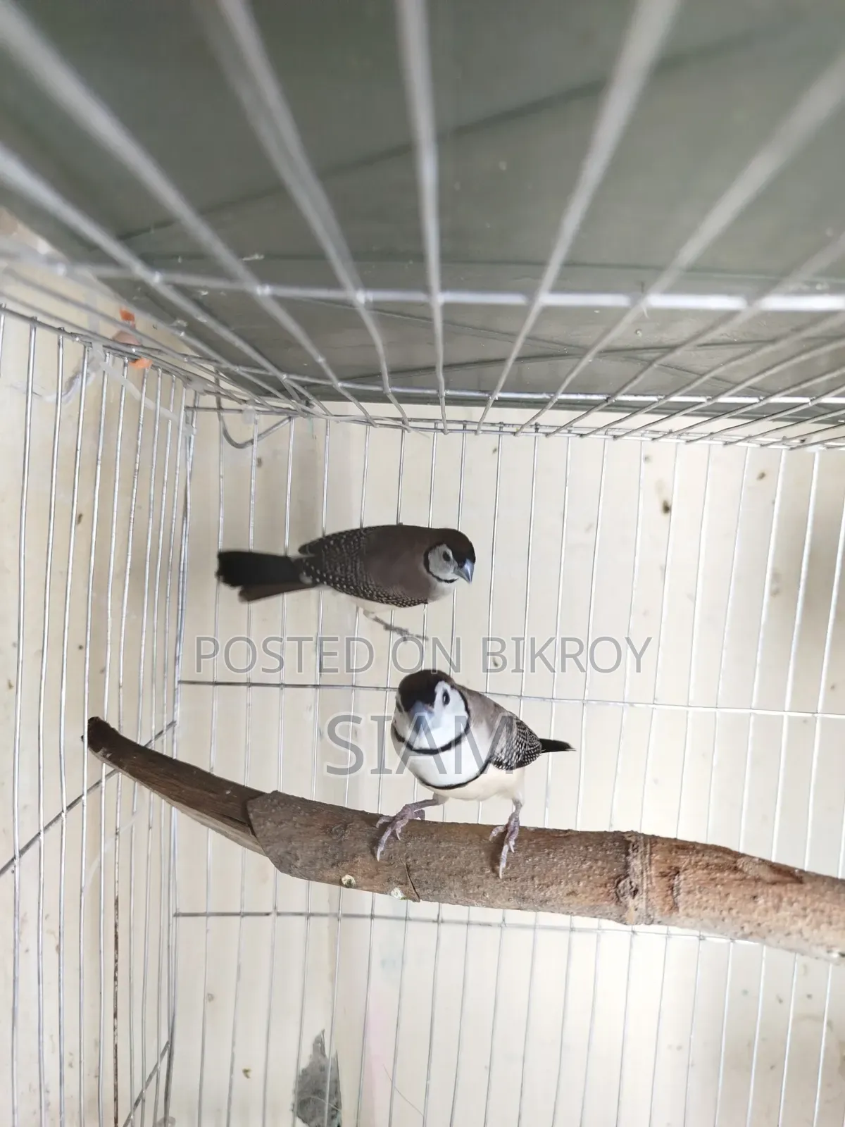 ফিঞ্চ জোড়া