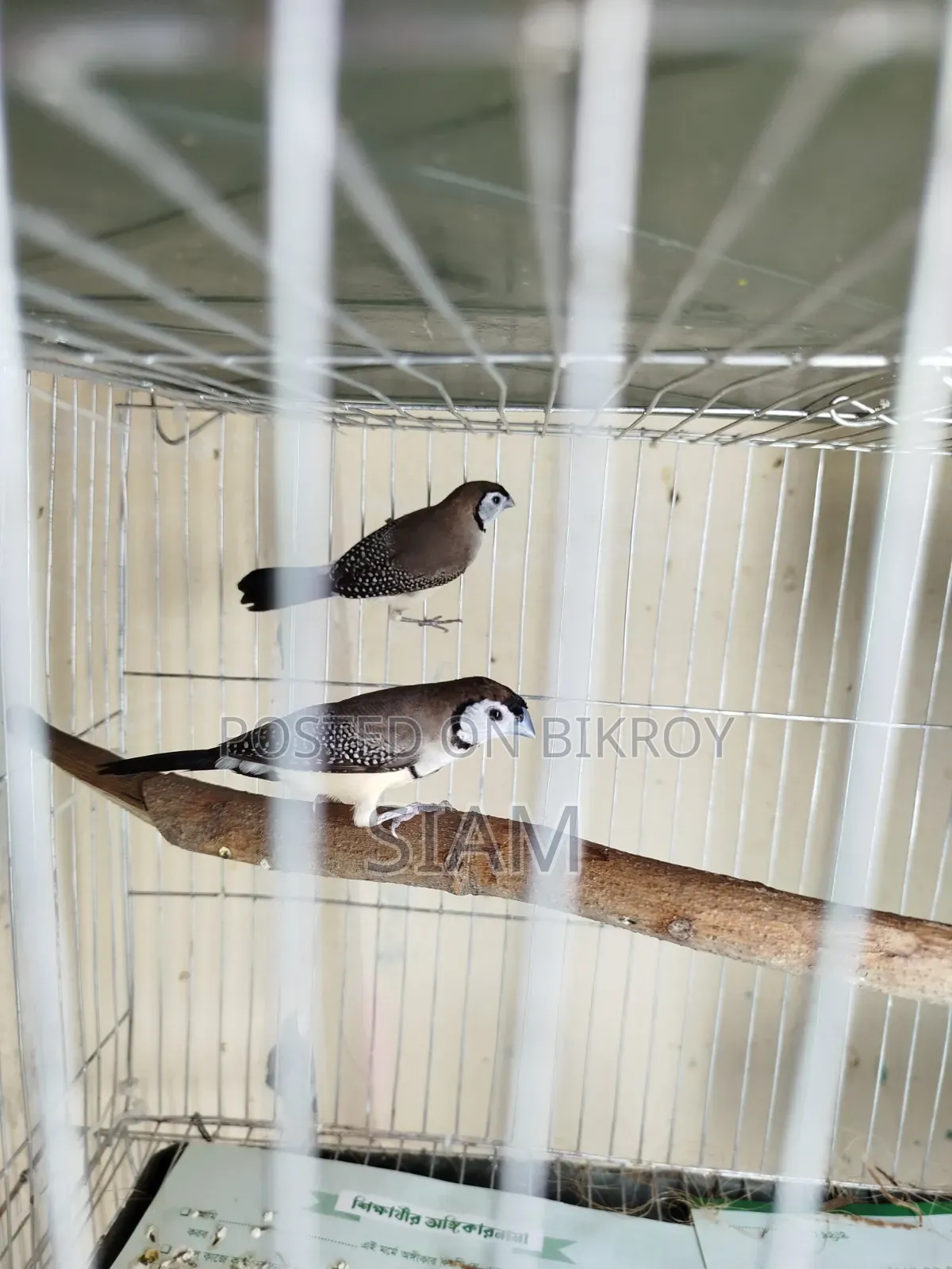 ফিঞ্চ জোড়া