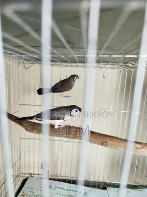 ফিঞ্চ জোড়া