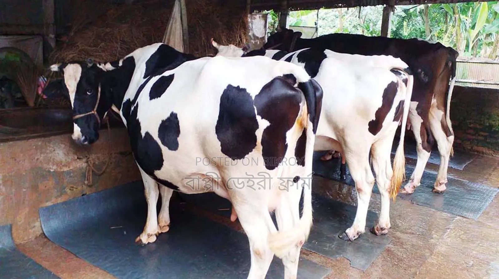 1299 No. 3 High-Breed Cows for Sale.