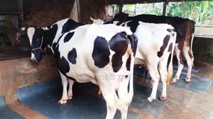 1299 No. 3 High-Breed Cows for Sale.