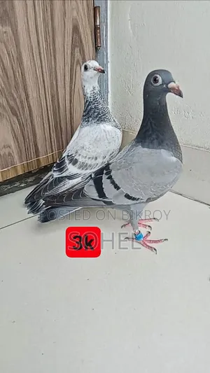 অরজিনাল রেসার রেসিং বেবি কবুতর