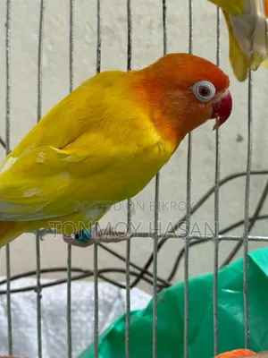 রেড আই ফ্রিসার লাভবাড, ৩টা ১জোরা +১টা
