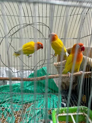 রেড আই ফ্রিসার লাভবাড, ৩টা ১জোরা +১টা