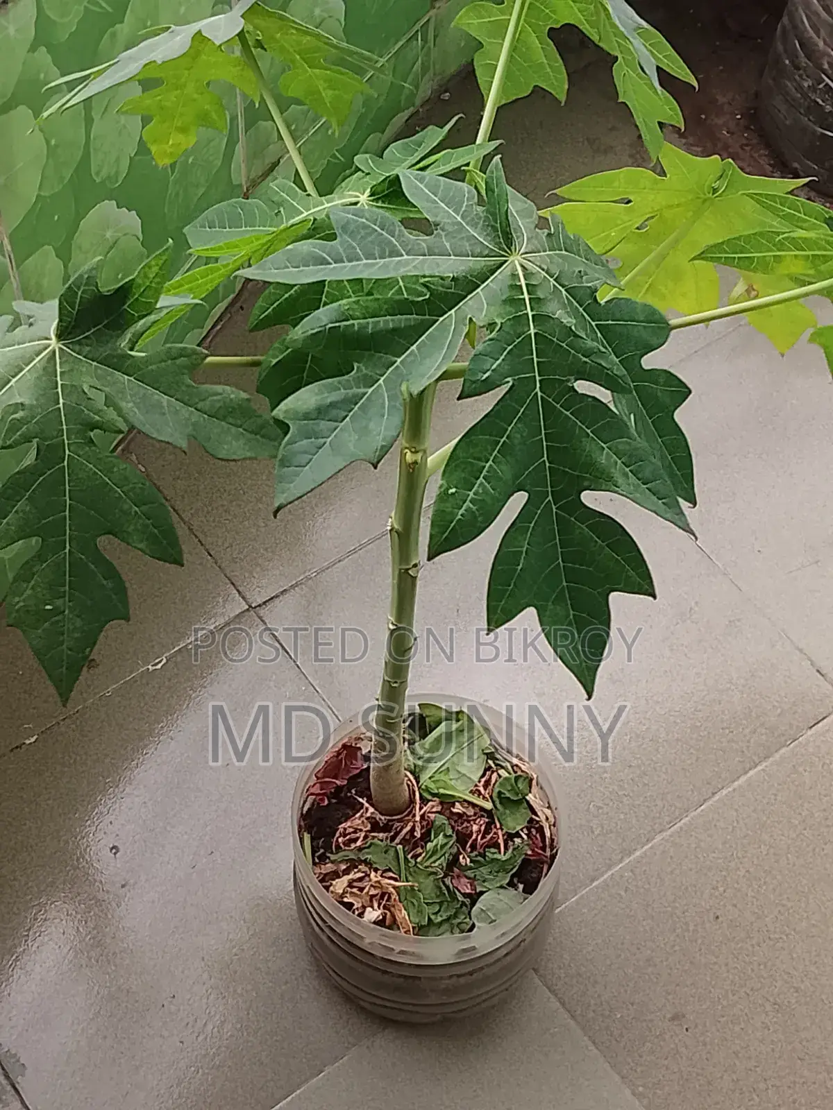 Papaya Tree.