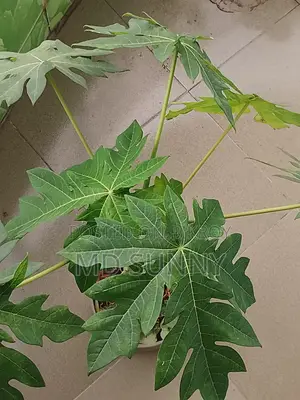 Papaya Tree.