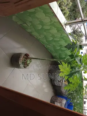 Papaya Tree.