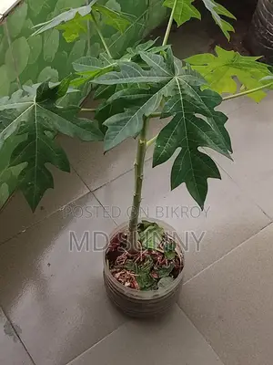 Papaya Tree.
