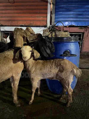 পাটনায়া ছাগলের বাচ্চা
