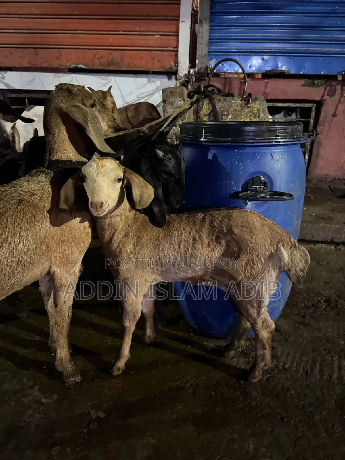 পাটনায়া ছাগলের বাচ্চা