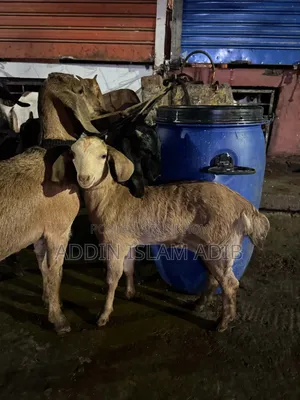 পাটনায়া ছাগলের বাচ্চা