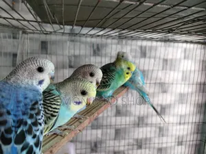Bird for Sale
