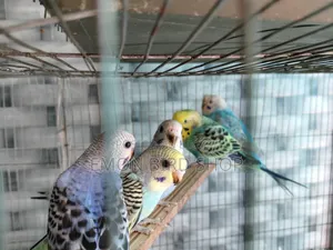 Bird for Sale