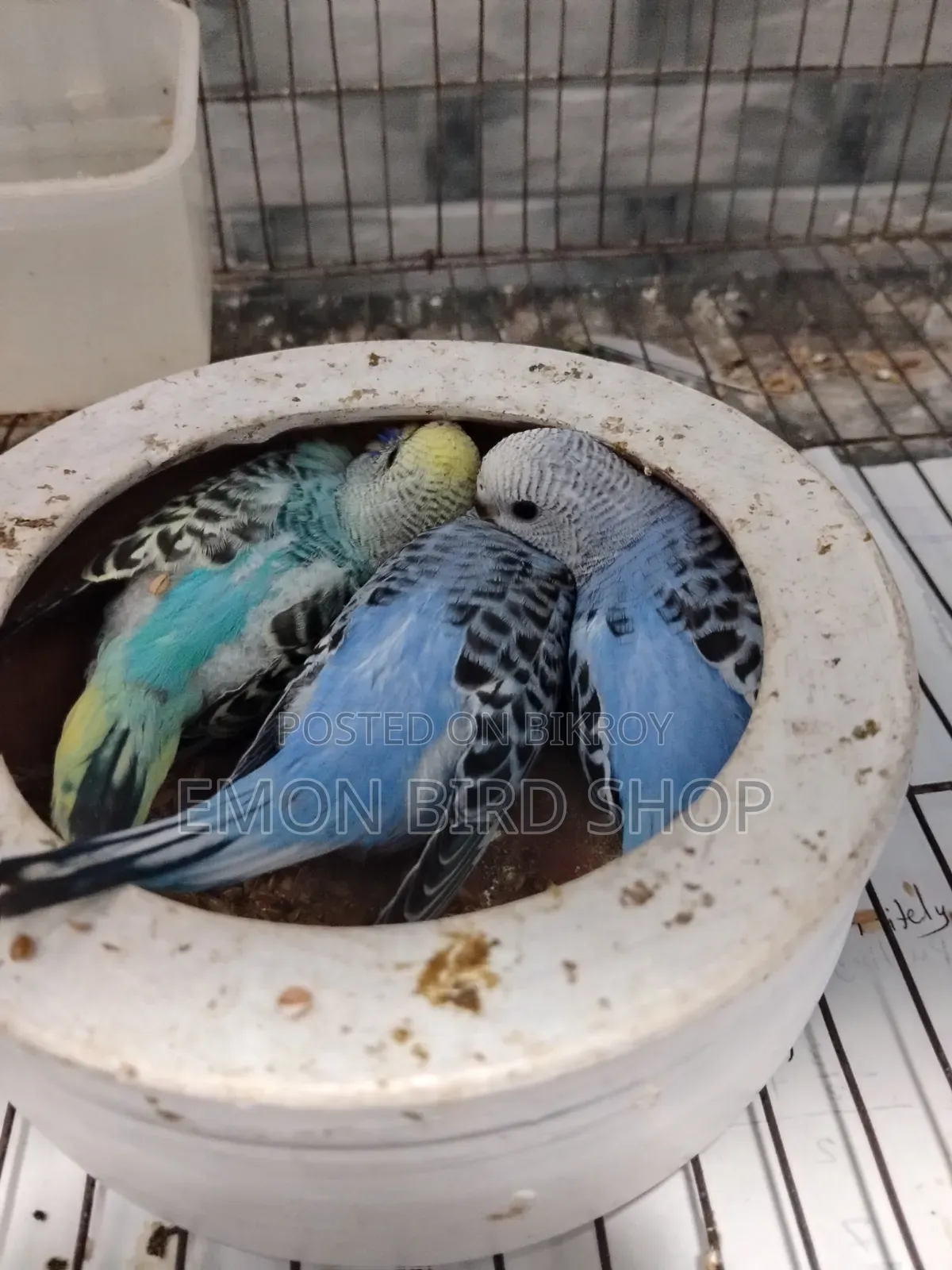 Bird for Sale