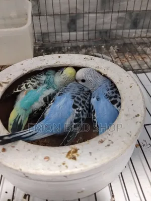 Bird for Sale