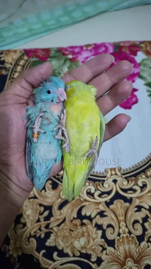 ফোরপাস পাখি