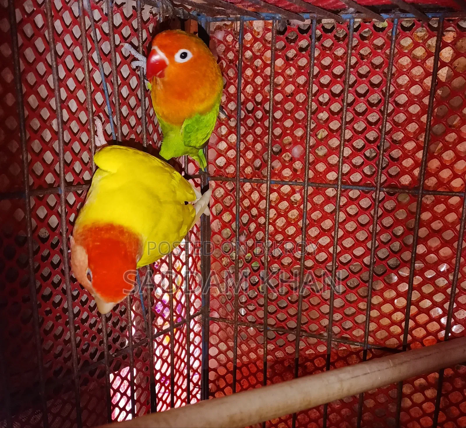 লাভ বার্ড পাখি, পিওর জোড়া