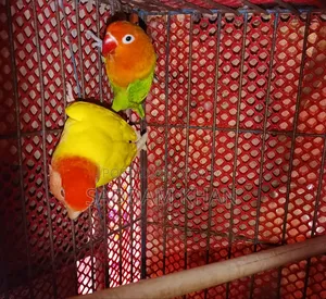 লাভ বার্ড পাখি, পিওর জোড়া
