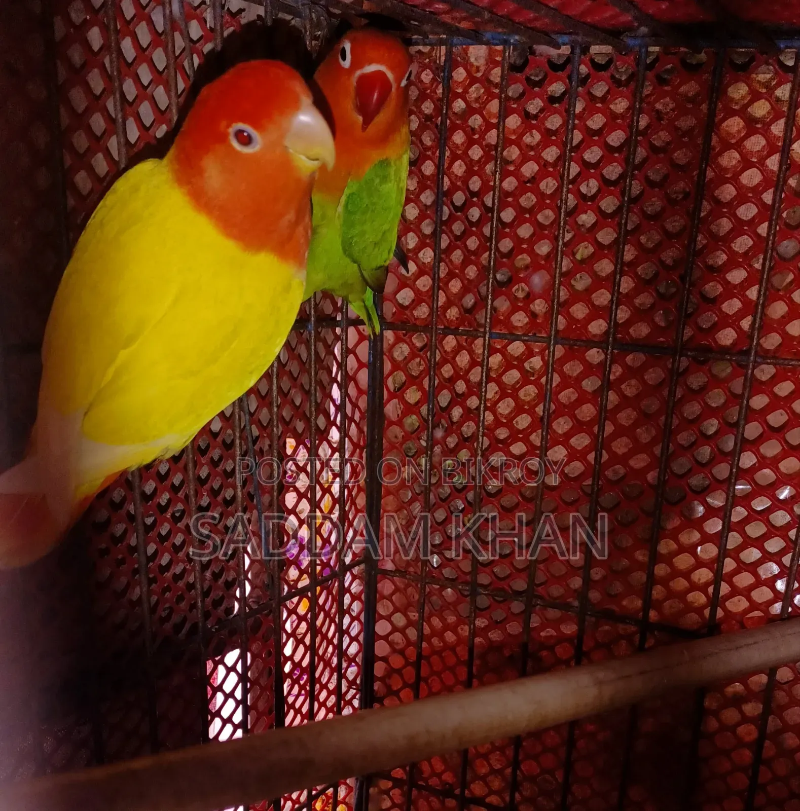 লাভ বার্ড পাখি, পিওর জোড়া