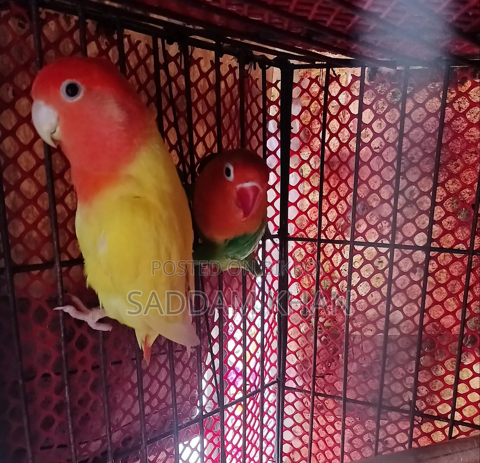 লাভ বার্ড পাখি, পিওর জোড়া