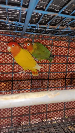 লাভ বার্ড পাখি, পিওর জোড়া