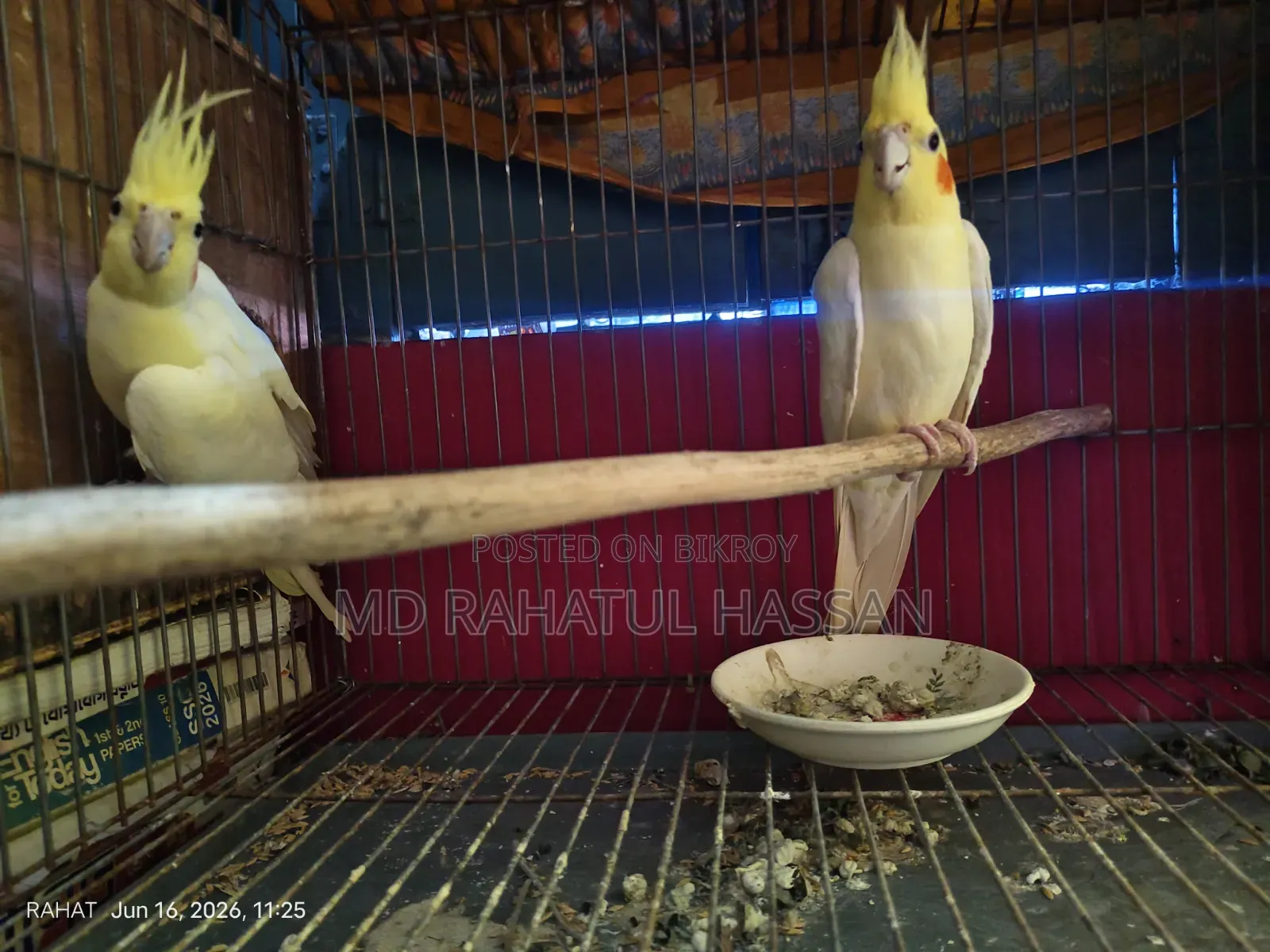 ককটেল পাখি